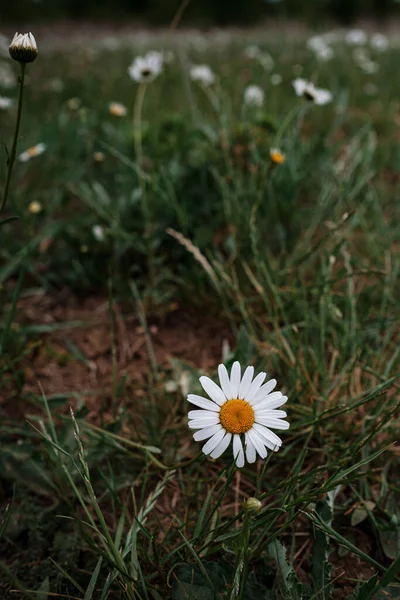 Camomilla Bianca Sul Campo Umore Primaverile Idea Concetto Felicità Sorriso — Foto Stock