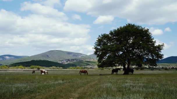 大きなオークに対して畑で馬の放牧 春も夏も美しい自然が — ストック動画