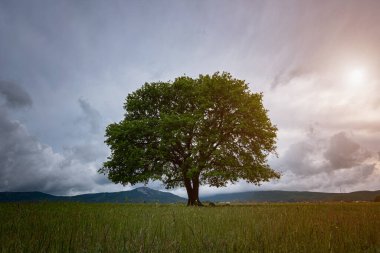 Yapraksız meşe ağacı yazın bir tarlada gün batımına karşı tek başına duruyor. Uzayı metin için kopyala. Yaşam ağacı fikir ve konsept