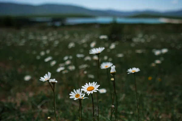 Camomilla Bianca Sul Campo Umore Primaverile Idea Concetto Felicità Sorriso — Foto Stock