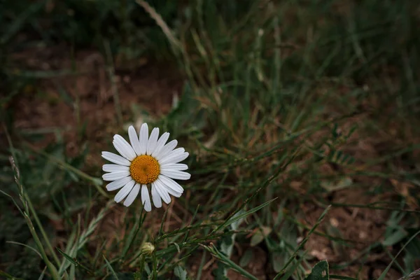 Camomille Blanche Sur Terrain Humeur Printanière Idée Concept Bonheur Sourire — Photo