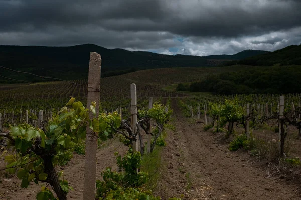 green spring vineyards landscape and vines in cloudy weather. royal vineyard