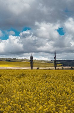 Kolza ya da kanola tohumu tarlası. Kolza tohumu yeşil enerji ve yeşil sanayi için bir bitkidir, altın çiçekli tarla. Kolza tohumu tarlası ve mavi gökyüzü seçici odaklı manzara