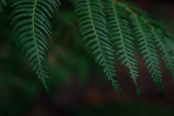 Felce Verde Scuro Nel Parco Nazionale Della Thailandia Royal Garden — Foto Stock