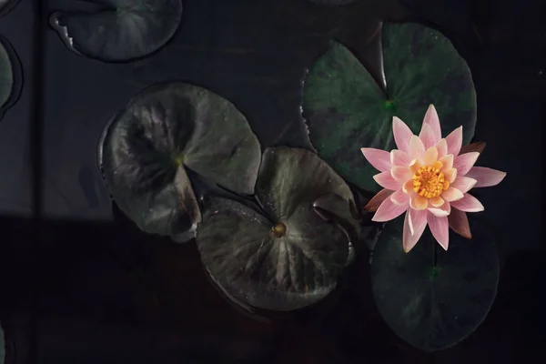 Schöne Thailändische Lotus Die Mit Dunkelblauer Wasseroberfläche Abstrakten Naturhintergrund Geschätzt — Stockfoto