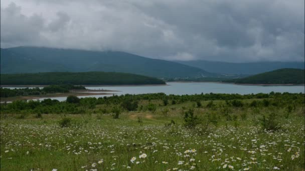 Fiori Margherita Campo Verde Con Lago Montagne Sullo Sfondo Paesaggi — Video Stock