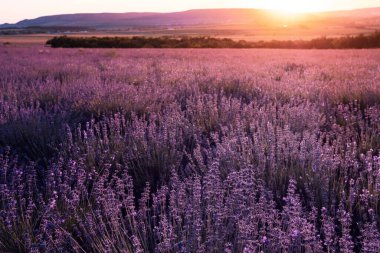 Yaz günbatımında lavanta rengi menekşe tarlası. Batan güneş ve turuncu gökyüzü ile lavanta tarlası, yakın