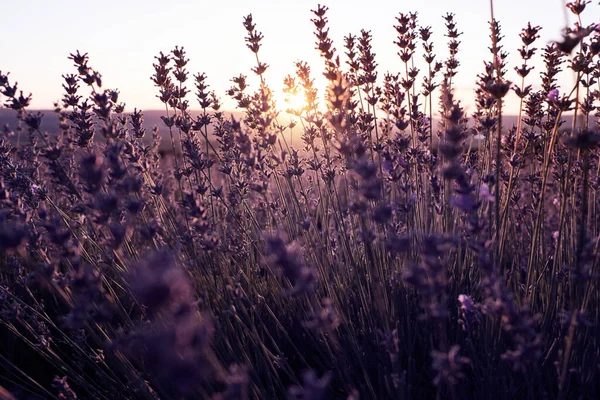 Campo Viola Lavanda Nel Periodo Estivo Tramonto Vicino Tramonto Splende — Foto Stock