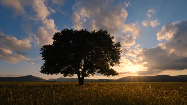 在一个壮观的日落中 田野里孤零零的老橡树 乡村风景 美丽的自然景观 情景旅行背景 — 图库视频影像