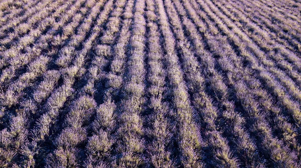 Campo Violeta Lavanda Hora Puesta Del Sol Verano Vista Muy — Foto de Stock