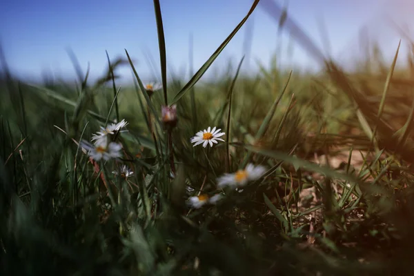 Bílé Malé Sedmikrásky Letních Loukách Heřmánková Scéna Vítr Květinový Tanec — Stock fotografie