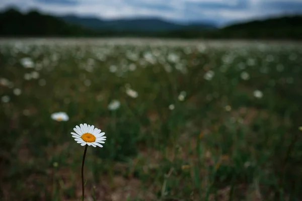 Camomilla Bianca Sul Campo Umore Primaverile Idea Concetto Felicità Sorriso — Foto Stock