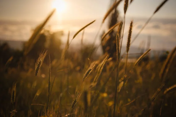 Grass Spikelets Field Close Golden Grass Sunset Yellow Background Sunset — Stock Photo, Image