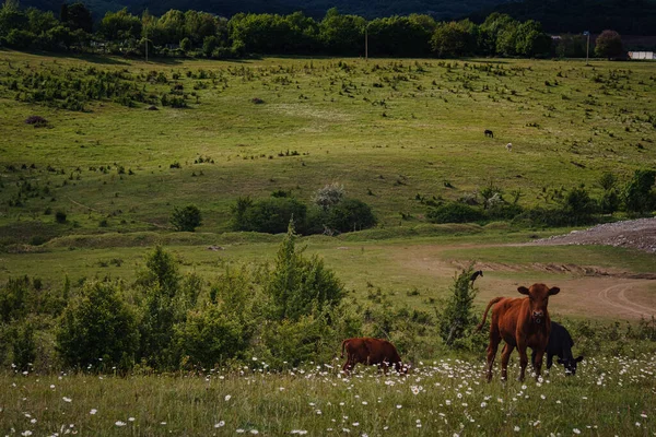 Unga Kalvar Äter Färskt Grönt Gräs Sluttningarna Nära Gården Vårfältslandskap — Stockfoto