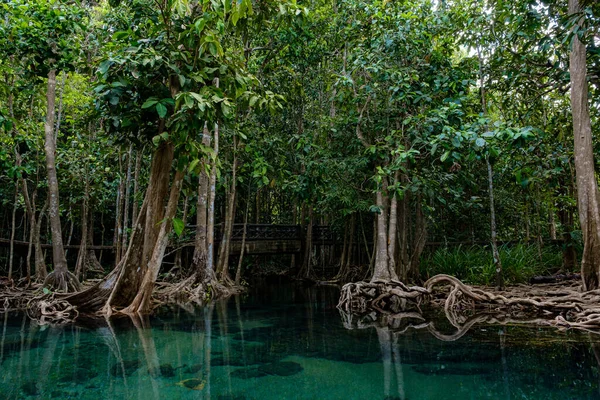 Emerald Pool Tha Pom Klong Song Nam Província Krabi Tailândia — Fotografia de Stock