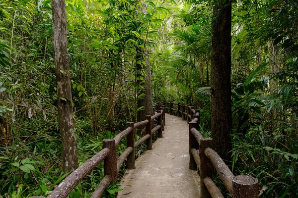 Południowo Wschodni Azjatycki Tropikalny Las Deszczowy Ścieżką Tajlandia Krajobraz Dżungli — Zdjęcie stockowe