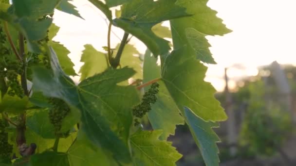 Jeune Vignoble Coucher Soleil Printemps Production Vin Concept Vinification Raisin — Video