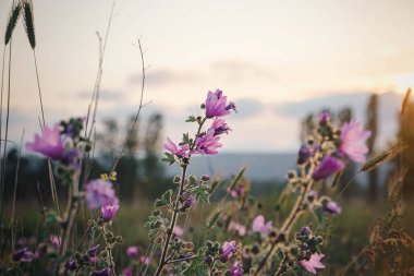 Gün batımında güzel, mor çiçekler. Yaklaş. Bahar çiftliği arazisi. Çiçek arka planı.