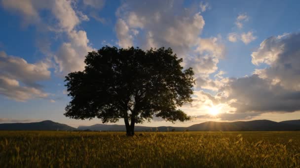 壮大な夕日の間にフィールド内の孤独な古いオーク 田園風景 美しい自然景観 観光旅行の背景 — ストック動画