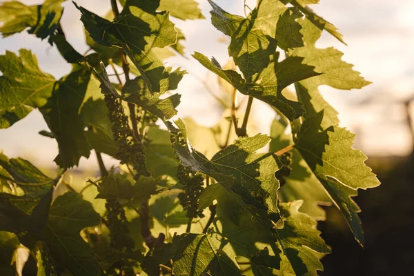 Vert Printemps Vignobles Paysage Vignes Par Temps Nuageux Vignoble Royal — Photo