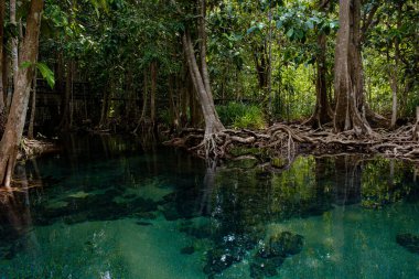 Zümrüt Havuzu ya da Tha Pom Klong Song Nam Tayland 'ın Krabi ilinde. Mangrov ormanlı zümrüt kanalı inanılmaz. Güzel doğa manzarası. Seyahat, tatil, eğlence konsepti
