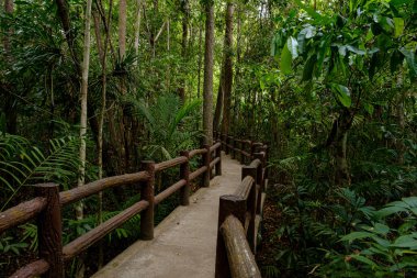 Tayland 'ın güneydoğu Asya tropikal yağmur ormanları. Orman manzarası. Fikir ve macera konsepti, şehrin gürültüsünden eğlence.
