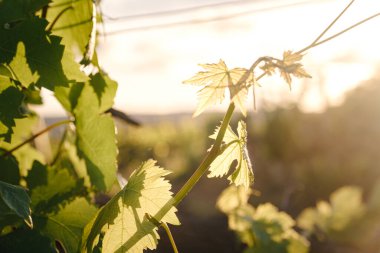 Yeşil bahar üzüm bağları ve bulutlu havada asmalar. Kraliyet üzüm bağı. Şarap çiftliği günbatımında klasik tarzda.