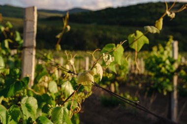 Yeşil bahar üzüm bağları ve bulutlu havada asmalar. Kraliyet üzüm bağı. Şarap çiftliği günbatımında klasik tarzda.