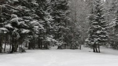 Kışın ormanda kar yağışı, kar yağarken yumuşak karlı bir Noel sabahı. Kış manzarası. Karla kaplı ağaçlar.