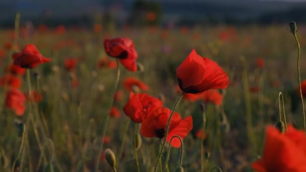 Pole Maku Zachodzie Słońca Wiosną Wiatr Kwiaty Pochodzenie Grunge Piękny — Wideo stockowe
