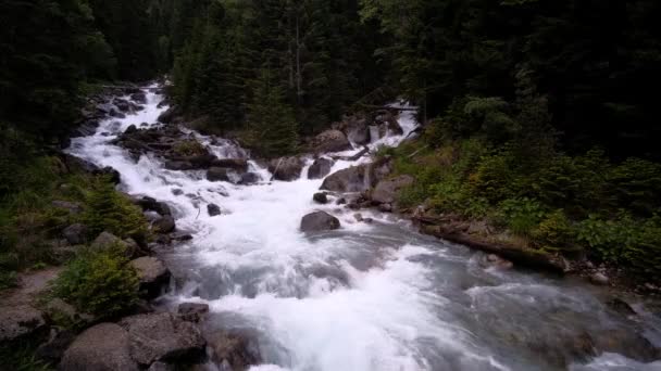 Belle Rivière Montagne Rugueuse Baduk Dans Forêt Réserve Dombai Caucase — Video