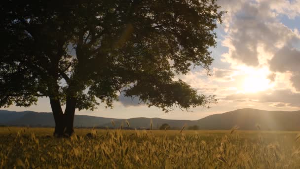 夏日黄昏的时候 一棵孤零零的老橡树 夕阳西下绿叶 — 图库视频影像