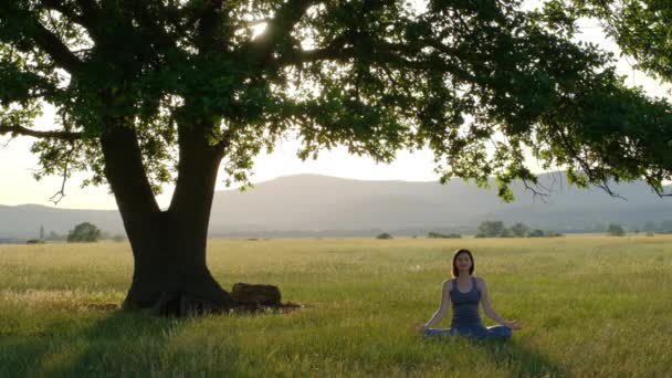Young Asian Woman Meditates Sunset Large Old Oak Tree Woman — Stock Video
