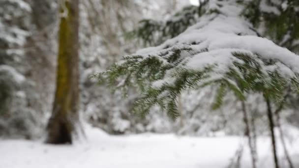 Ramo Abete Pesantemente Ricoperto Neve Fresca Fondo Bianco Puro Neve — Video Stock