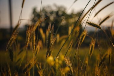 Sahada çim dikenleri var, yaklaşın. Sarı arka planda altın çimen gün batımı. Gün batımı ışığı. Yazın doğa..