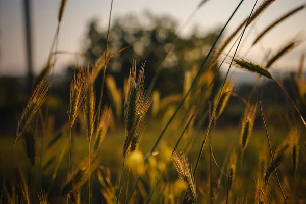 Grasstacheln Auf Dem Feld Aus Nächster Nähe Goldener Sonnenuntergang Auf — Stockfoto