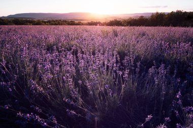 Yaz günbatımında lavanta rengi menekşe tarlası. Batan güneş ve turuncu gökyüzü ile lavanta tarlası