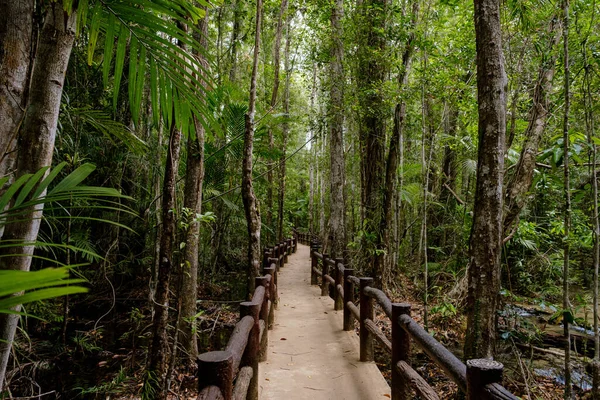 Tayland Güneydoğu Asya Tropikal Yağmur Ormanları Orman Manzarası Fikir Macera — Stok fotoğraf