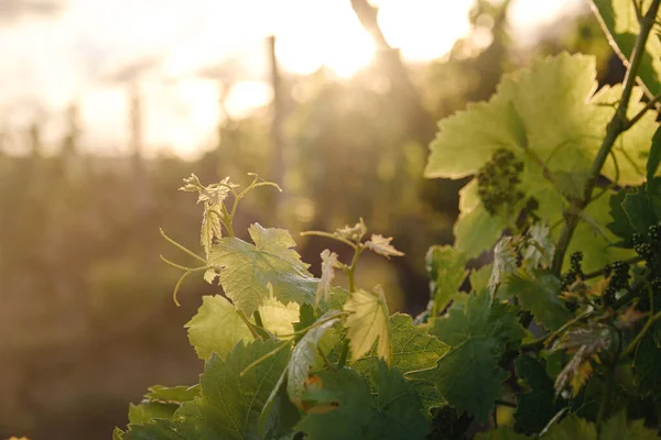 Vert Printemps Vignobles Paysage Vignes Par Temps Nuageux Vignoble Royal — Photo