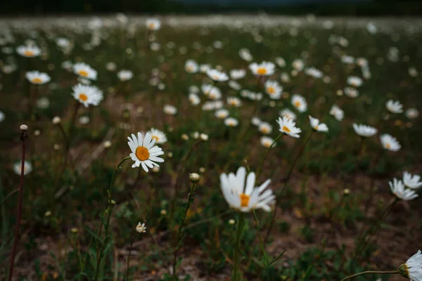 Camomilla Bianca Sul Campo Umore Primaverile Idea Concetto Felicità Sorriso — Foto Stock