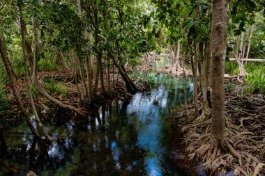 Zümrüt Havuzu ya da Tha Pom Klong Song Nam Tayland 'ın Krabi ilinde. Mangrov ormanlı zümrüt kanalı inanılmaz. Güzel doğa manzarası. Seyahat, tatil, eğlence konsepti