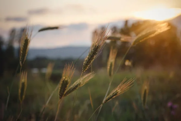 Grasstacheln Auf Dem Feld Aus Nächster Nähe Goldener Sonnenuntergang Auf — Stockfoto