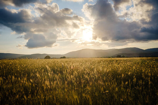 Scene of sunset or sunrise on the field with young rye or wheat in the summer with a cloudy sky background. Landscape. Shoot with Shallow Depth Of field.