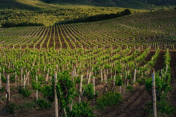 green spring vineyards landscape and vines in cloudy weather. royal vineyard. Wine farm at sunset in vintage style.