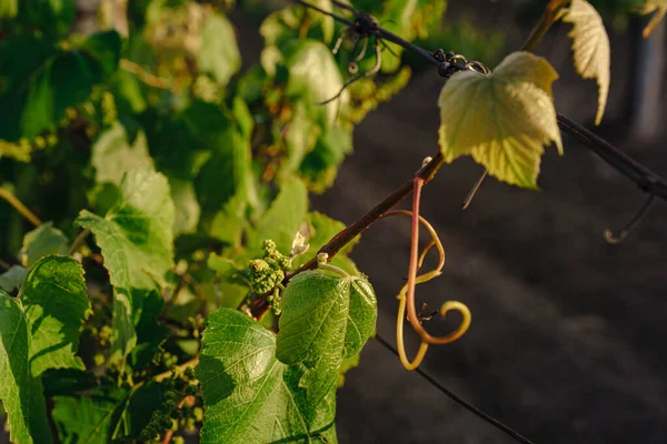 Zielone Wiosenne Winnice Krajobraz Winorośle Pochmurną Pogodę Królewska Winnica Farma — Zdjęcie stockowe