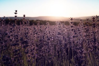 Yaz günbatımında lavanta rengi menekşe tarlası kapanır. Mor lavanta çiçeklerinin üzerinde gün batımı ışıldıyor. Resmin merkezinde çalılıklar ve solda güneş ışığı.