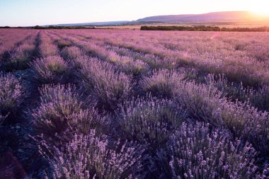 Yaz günbatımında lavanta rengi menekşe tarlası. Batan güneş ve turuncu gökyüzü ile lavanta tarlası