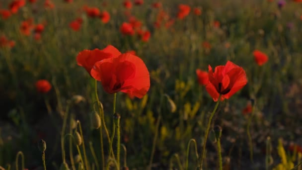 Campo Amapola Silvestre Armisticio Recuerdo Fondo Día Verano Verde Naturaleza — Vídeo de stock