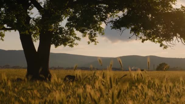 Zlatá Pšenice Létající Panorama Stromem Při Západu Slunce Venkov Venkovská — Stock video