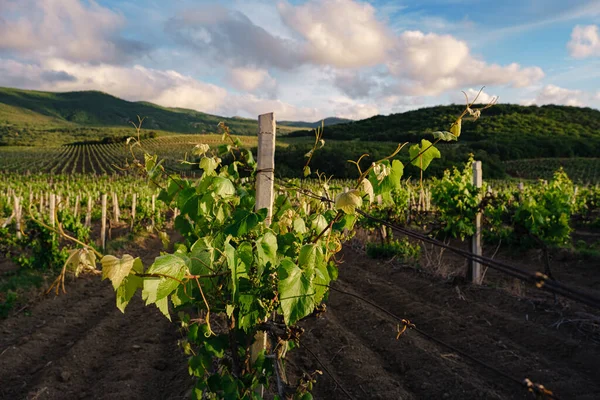 green spring vineyards landscape and vines in cloudy weather. royal vineyard. Wine farm at sunset in vintage style.